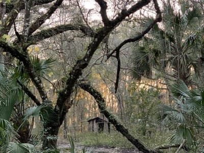 The Land: What the Buzzards Knew