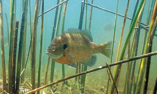 Shellcrackers On in Lake Kissimmee; Phase III Restrictions Still in Effect