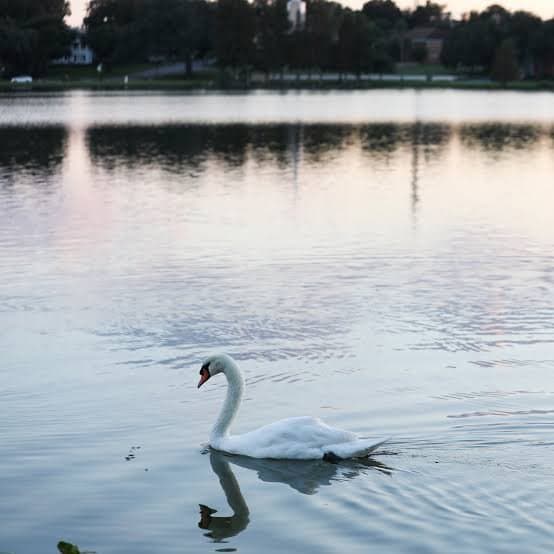 Lake Morton, Lakeland: The Swans Came From the Queen