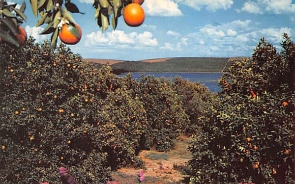 The Town That Kept Its Oranges