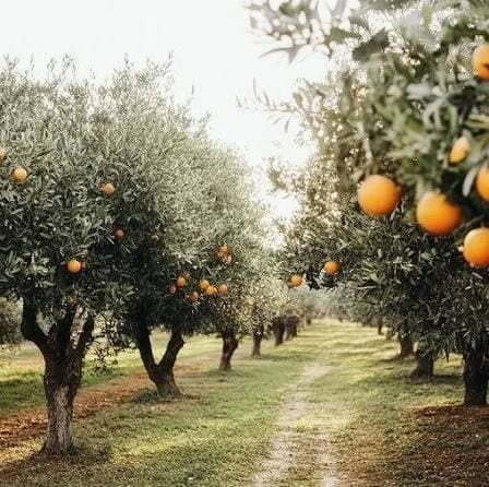 Lake Alfred, Polk County: The Shoreline Where Florida Citrus Got Its Laboratory