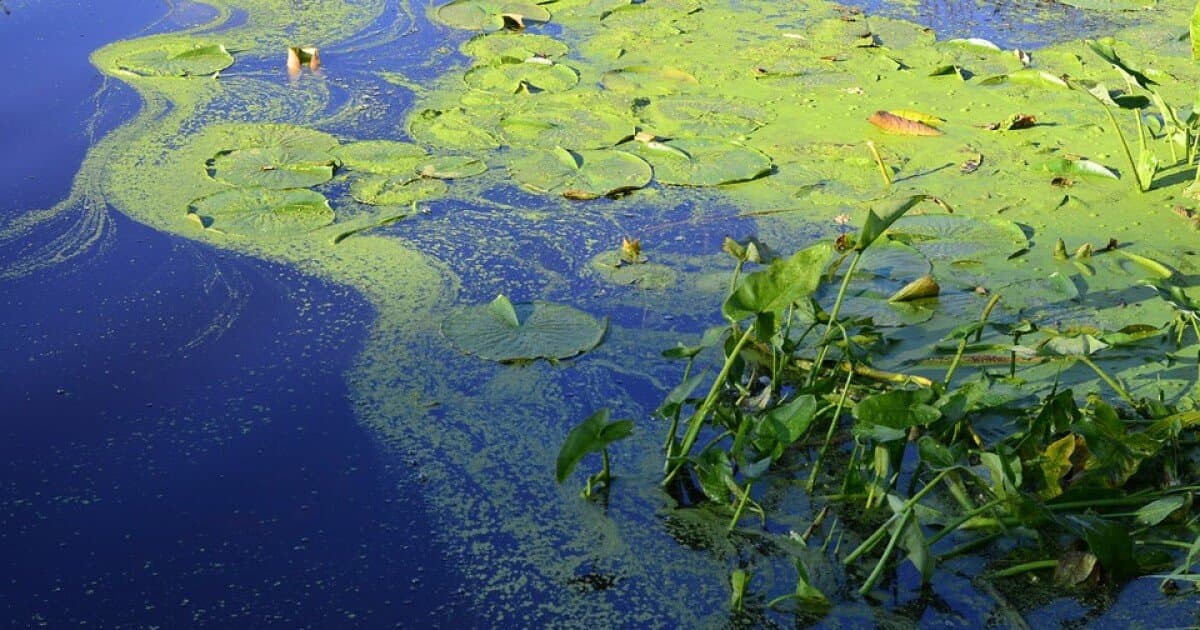 Algae Alerts North and South; Drought Holds Across Central Florida