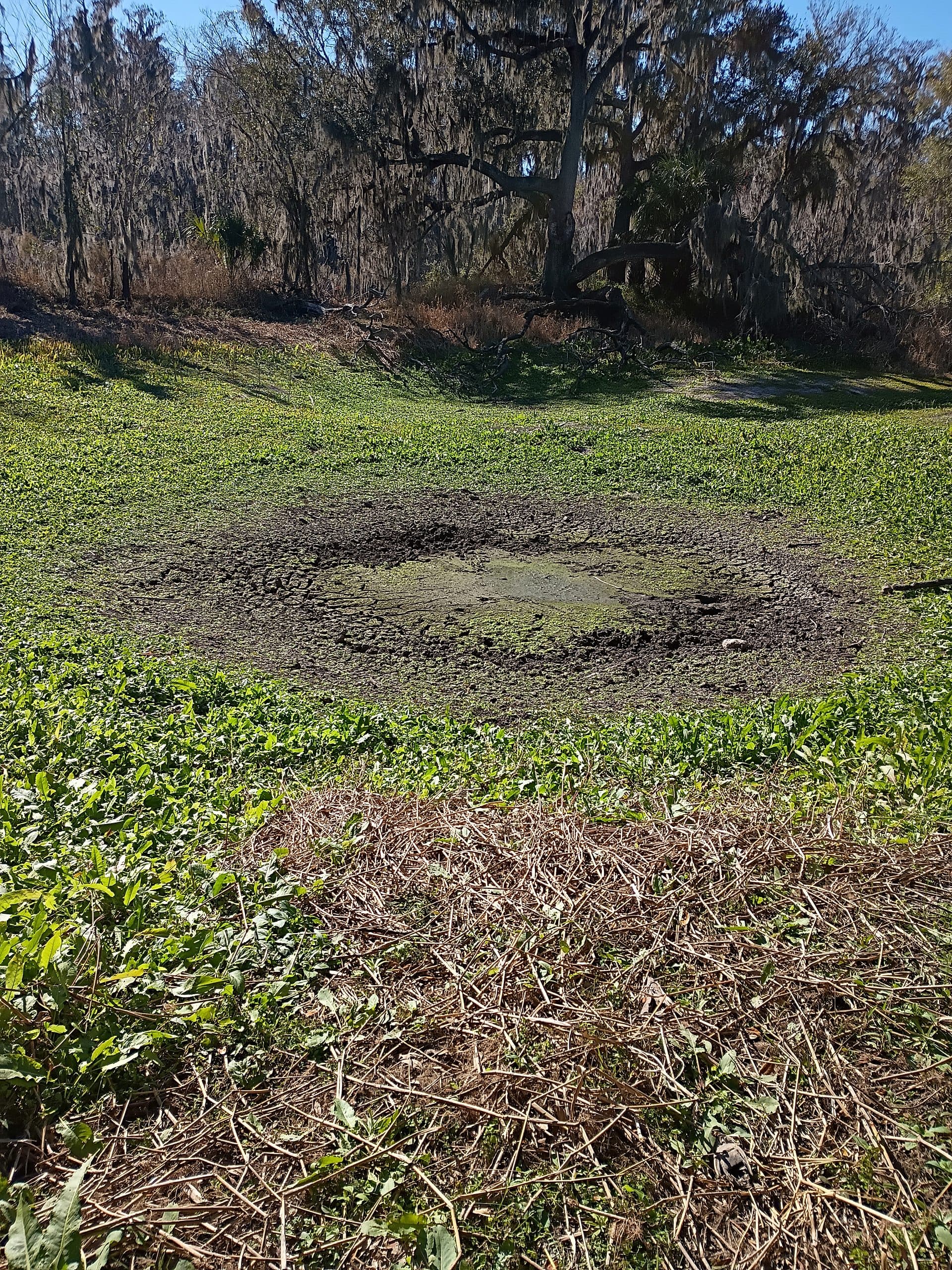 The Kissengen Spring site today — two shallow depressions where the spring once boiled, on former jeep club property north of Mosaic Peace River Park