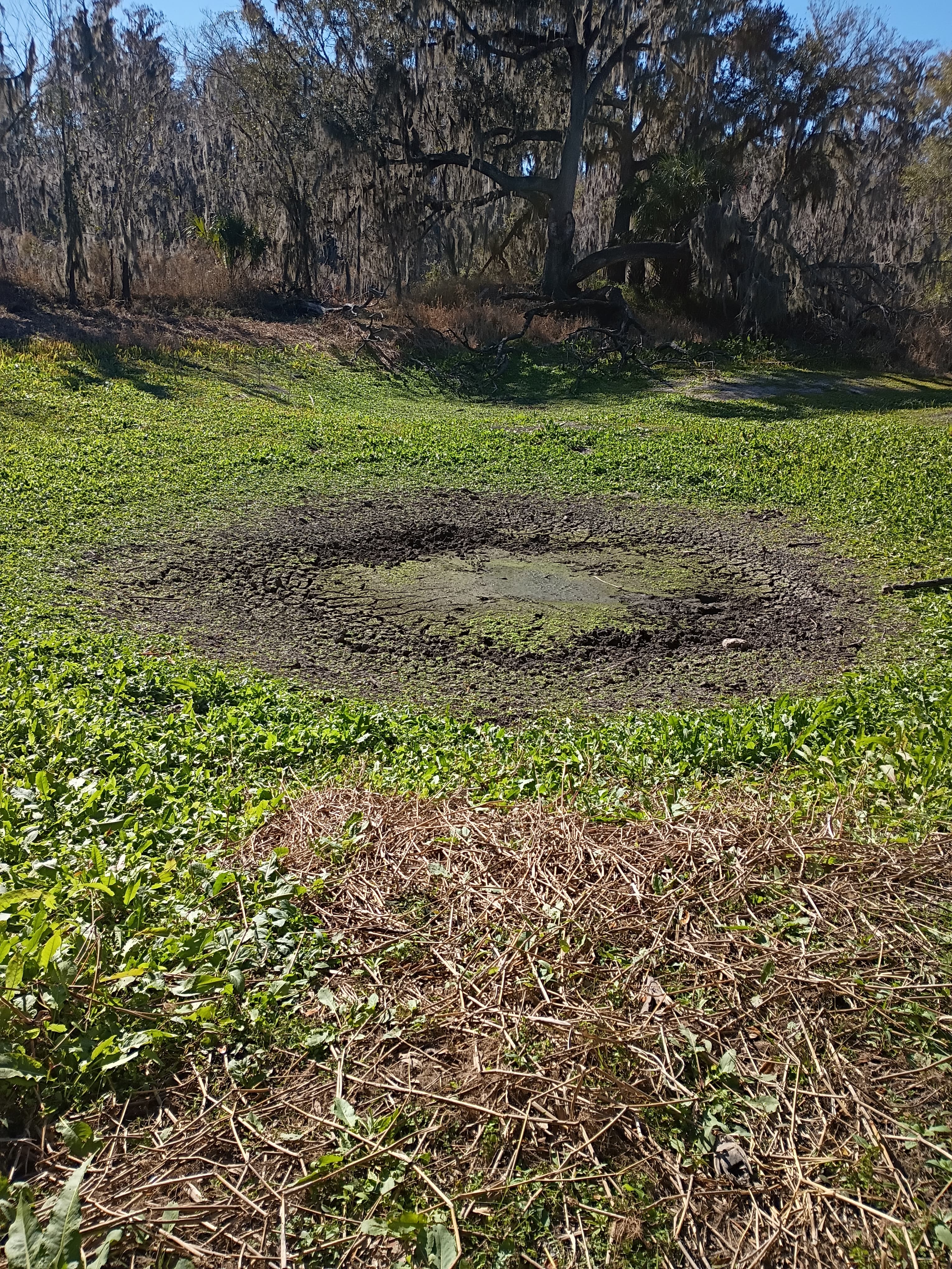 The Kissengen Spring site today — two shallow depressions where the spring once boiled, on former jeep club property north of Mosaic Peace River Park