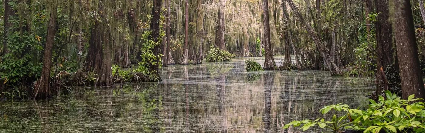 Spanish moss and cypress over a Clermont waterway