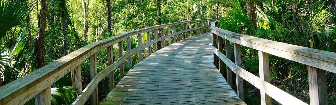 A boardwalk through the forest at a Wesley Chapel preserve