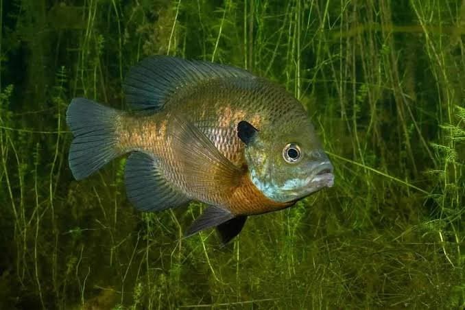 ICAST Cup on Big Toho This Week; Water Shortage Extended Through October