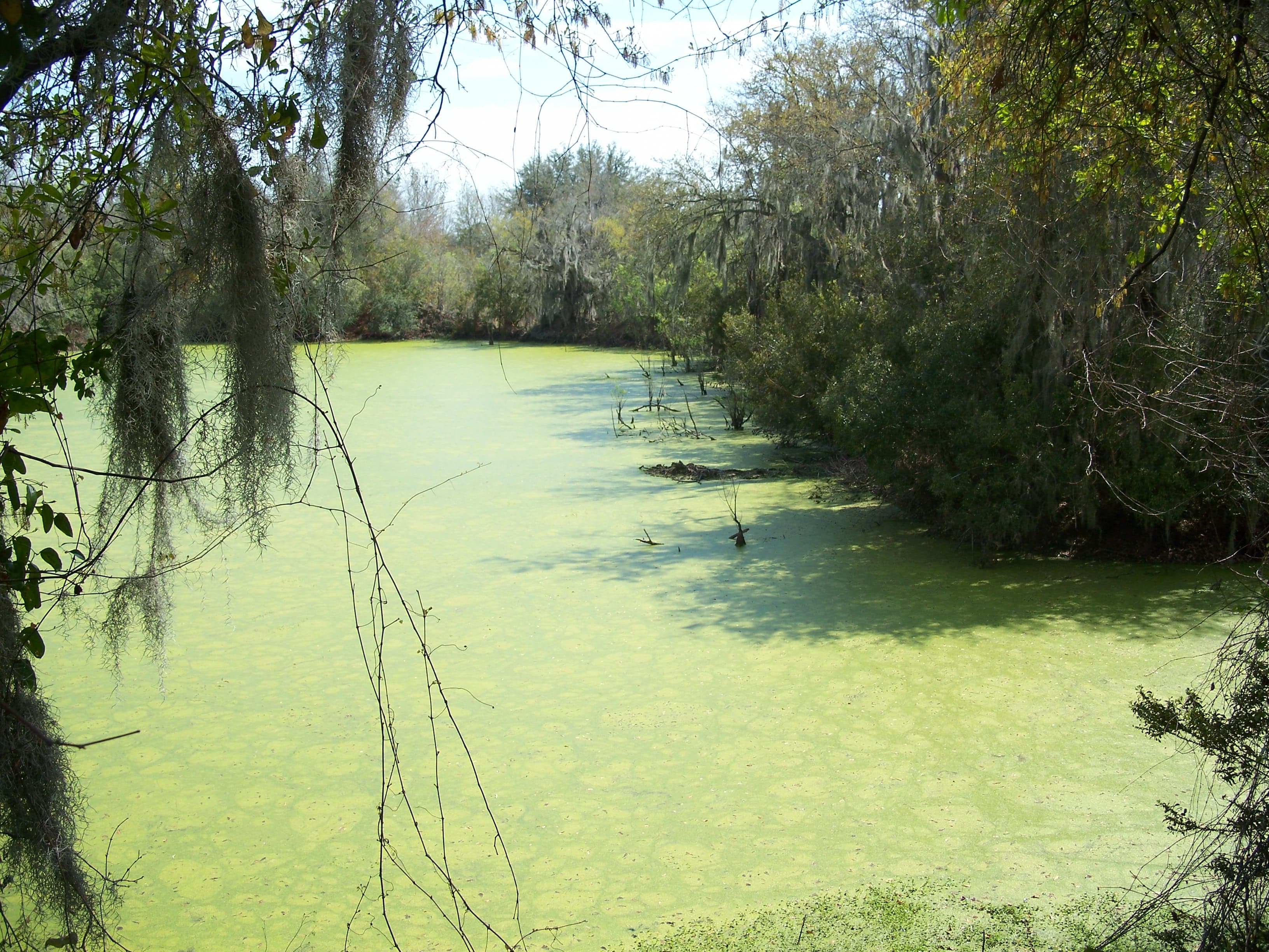 Edward Medard Reservoir, Plant City: The Drawdown That Fed the Food Banks