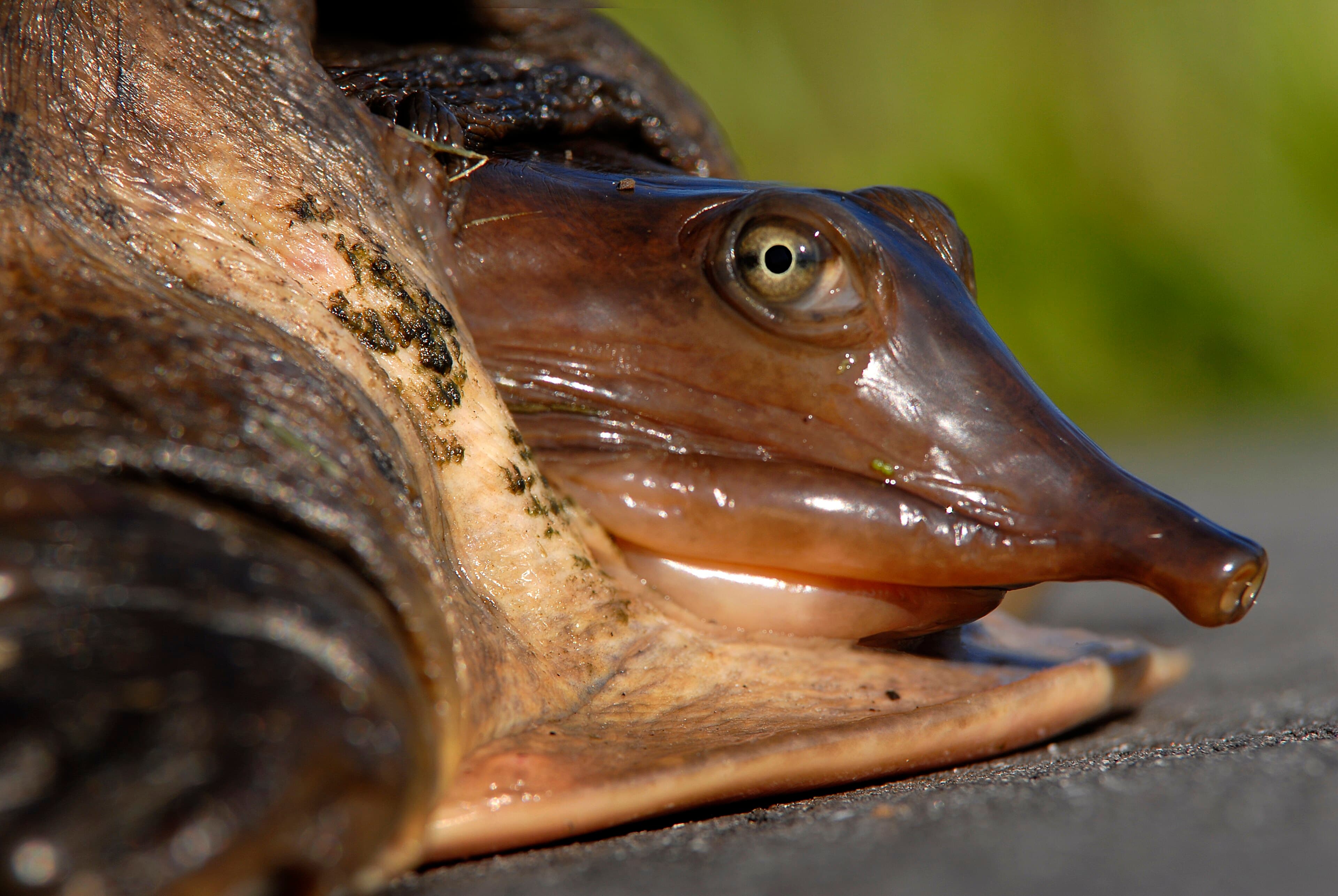 Lake Conine, Winter Haven: The Wetland That Took Fifteen Years to Come Back