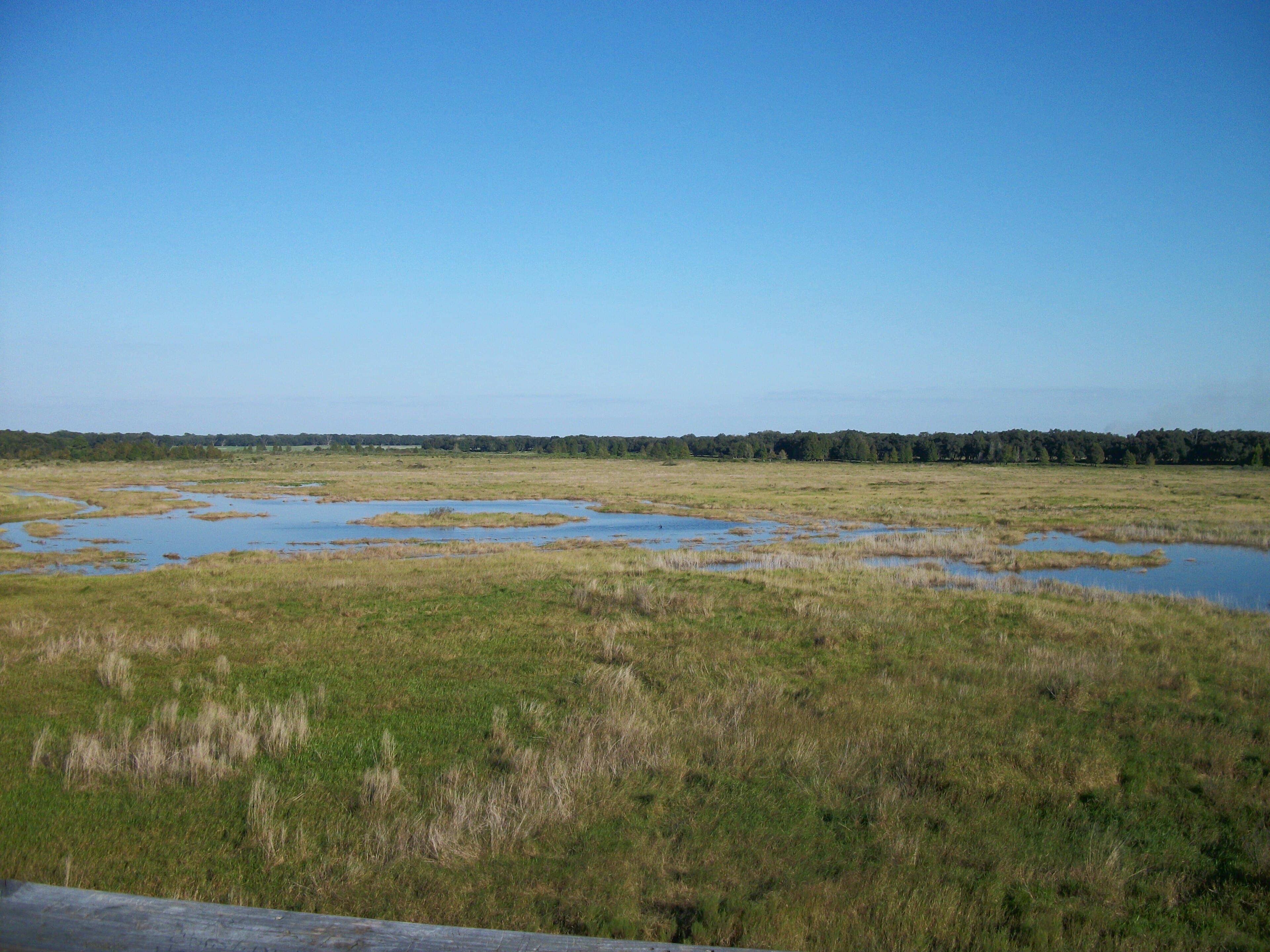 Crews Lake, Spring Hill: The Lake That Drains Through Its Own Floor