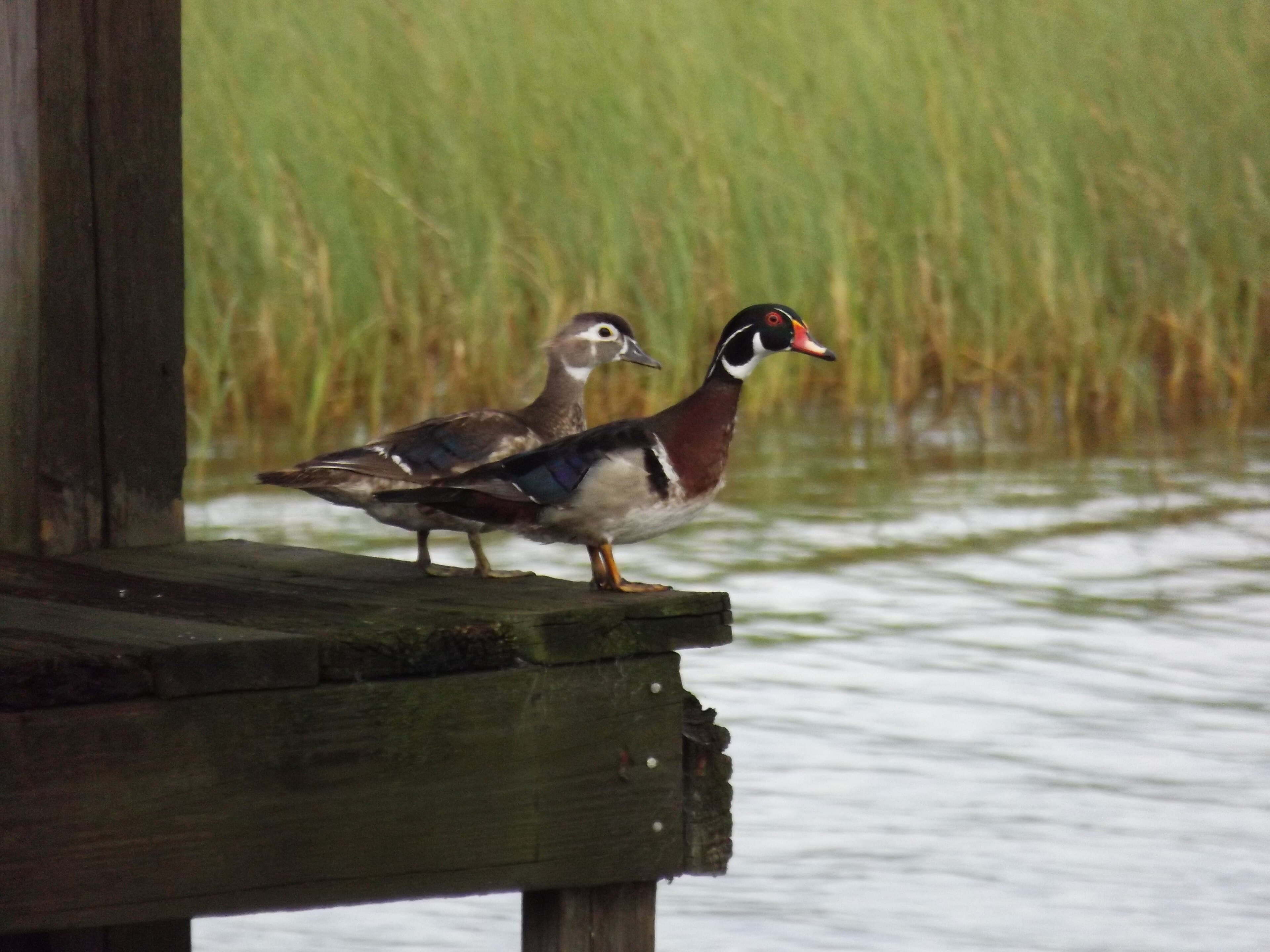 Lake Jessie, Winter Haven: The 180-Acre Lake Where the World Learns to Land on Water