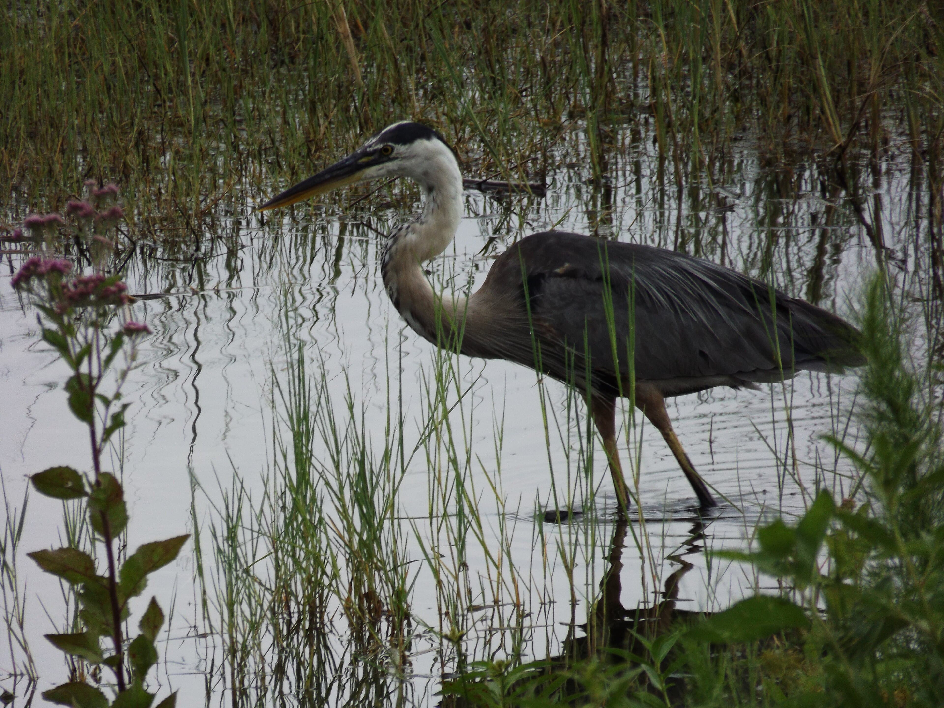 Lake Jessie, Winter Haven: The 180-Acre Lake Where the World Learns to Land on Water