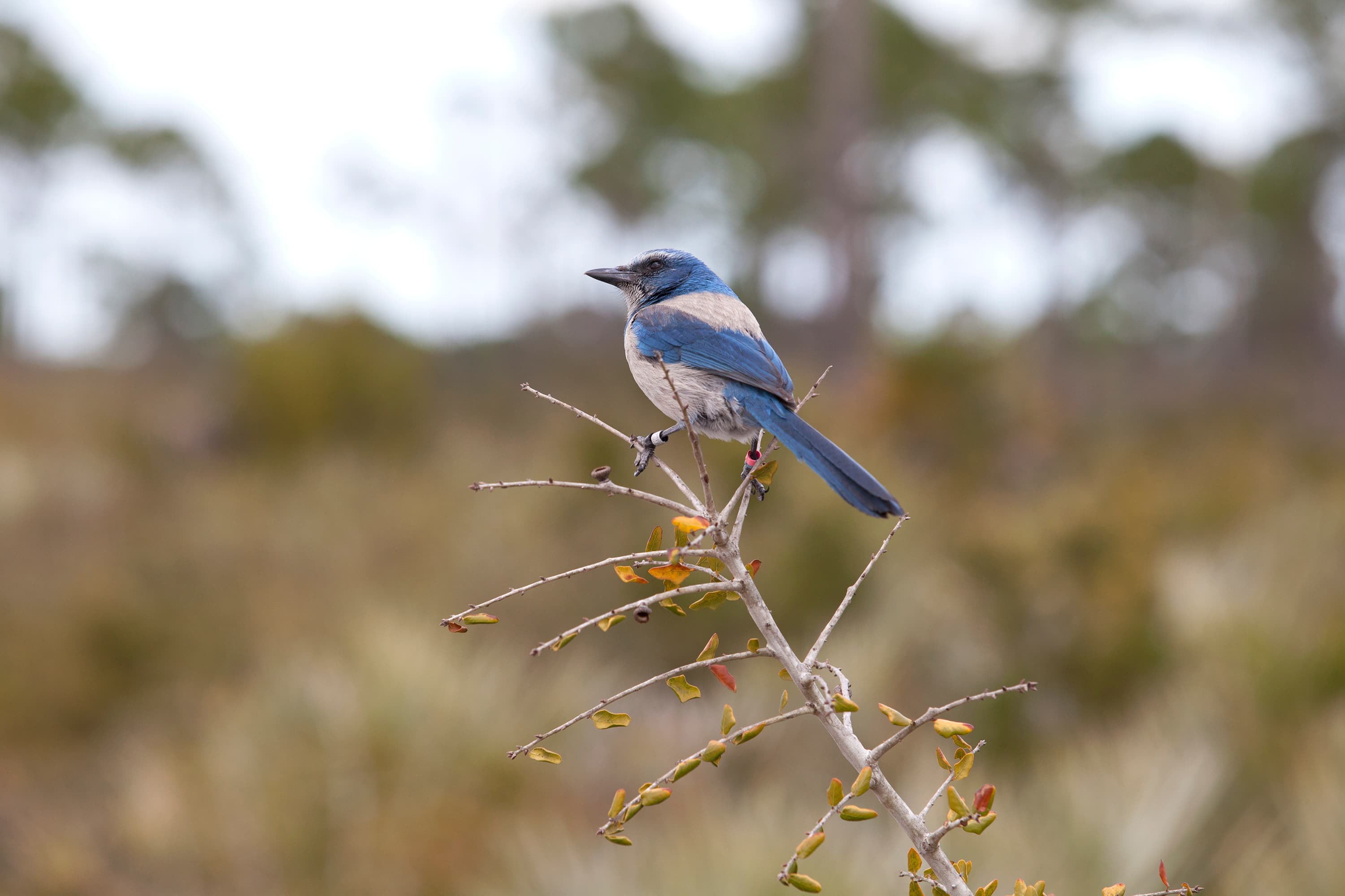 Lake June-in-Winter, Lake Placid: The Bird That Lives Only on the Sand