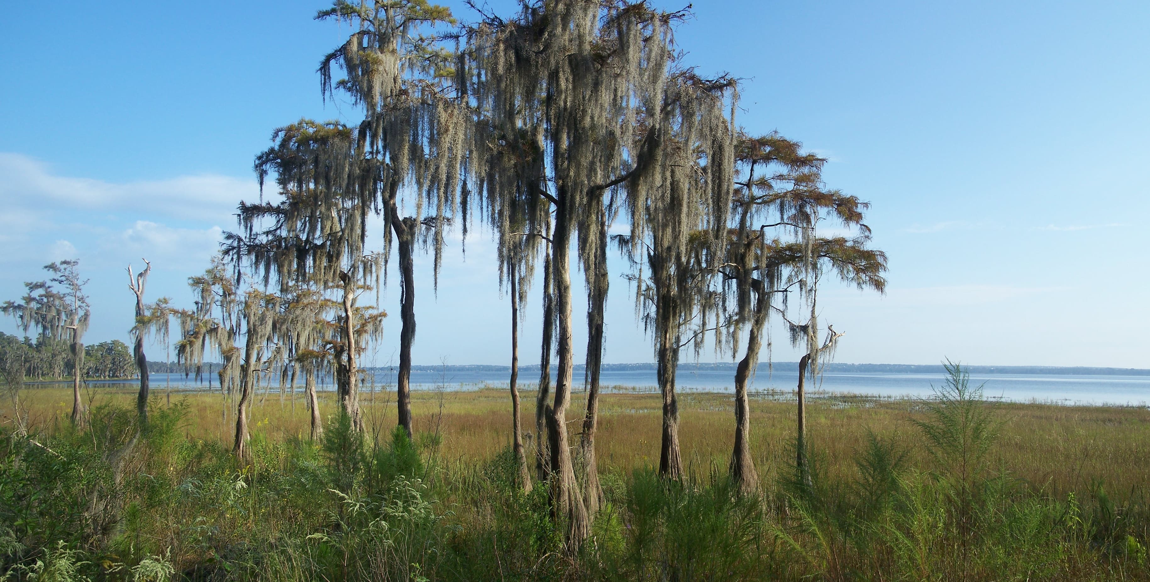 Lake Mattie, Auburndale: The Lake Florida Measures Other Lakes Against