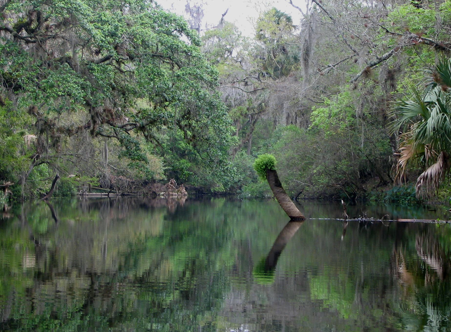 Moon Lake, New Port Richey: The Four Miles of Roses in the Pine Flats