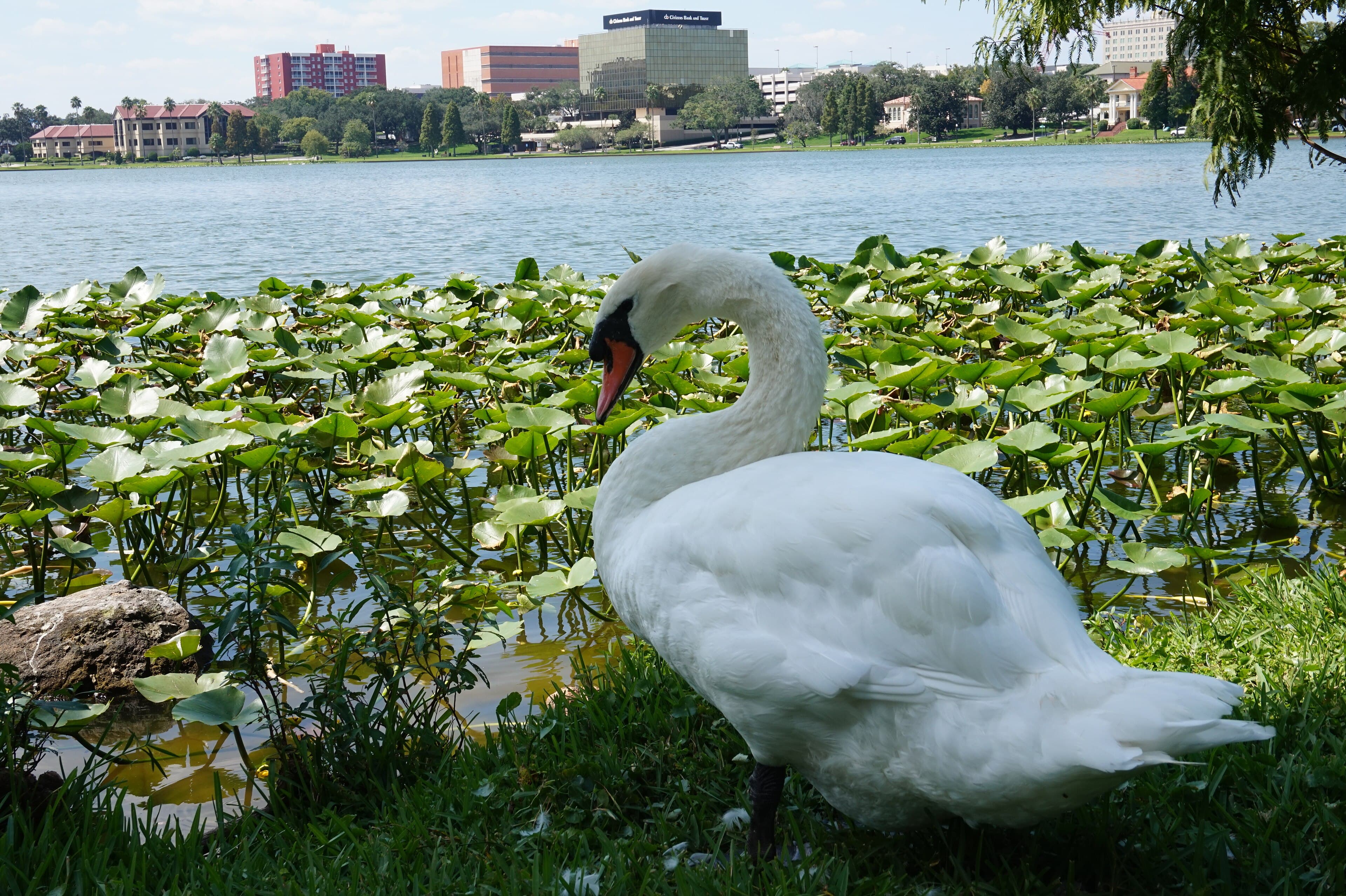 Lake Morton, Lakeland: The Swans Came From the Queen