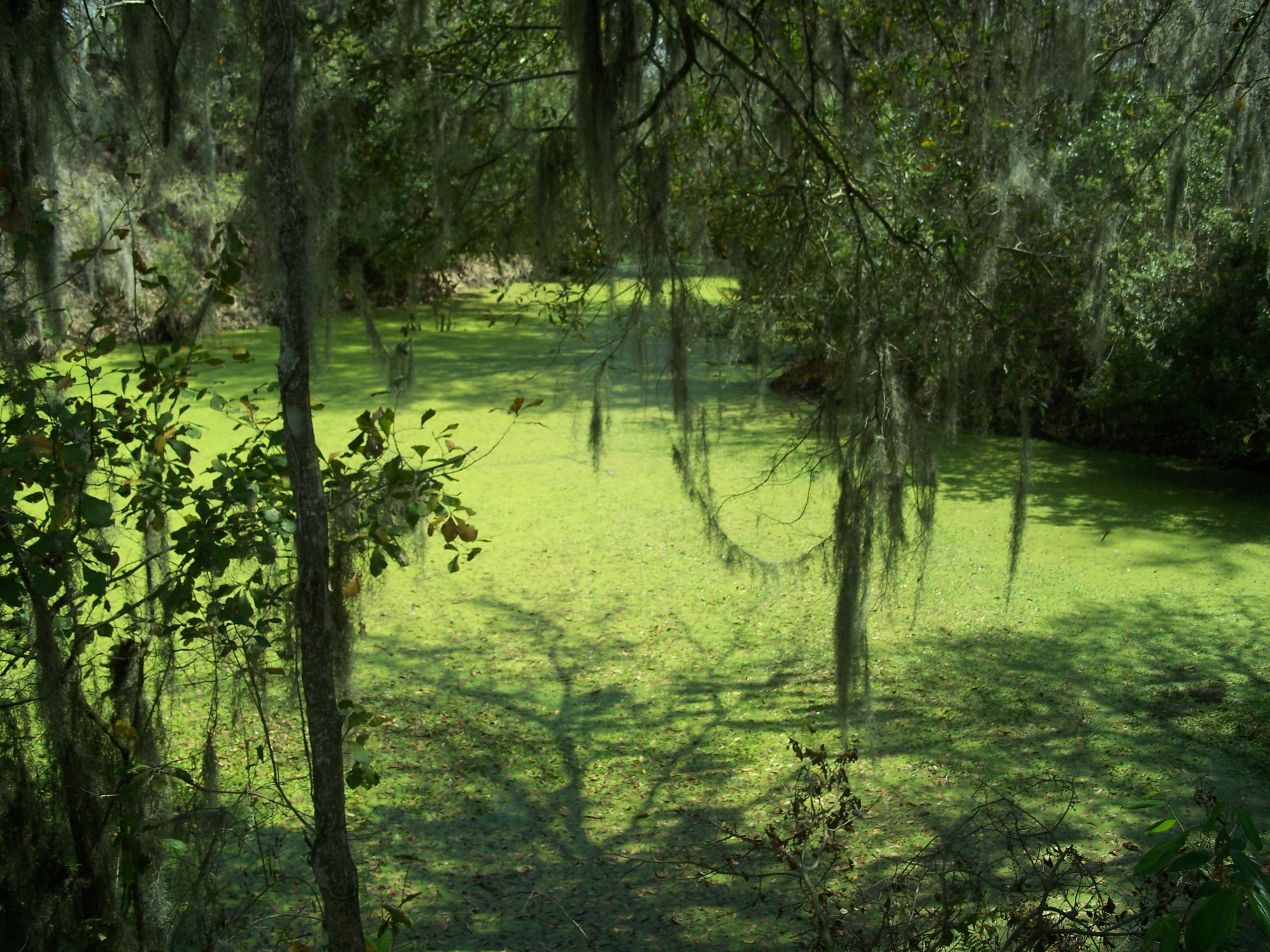 North Prong Alafia River, Mulberry: The 154 Snook That Started the Repair
