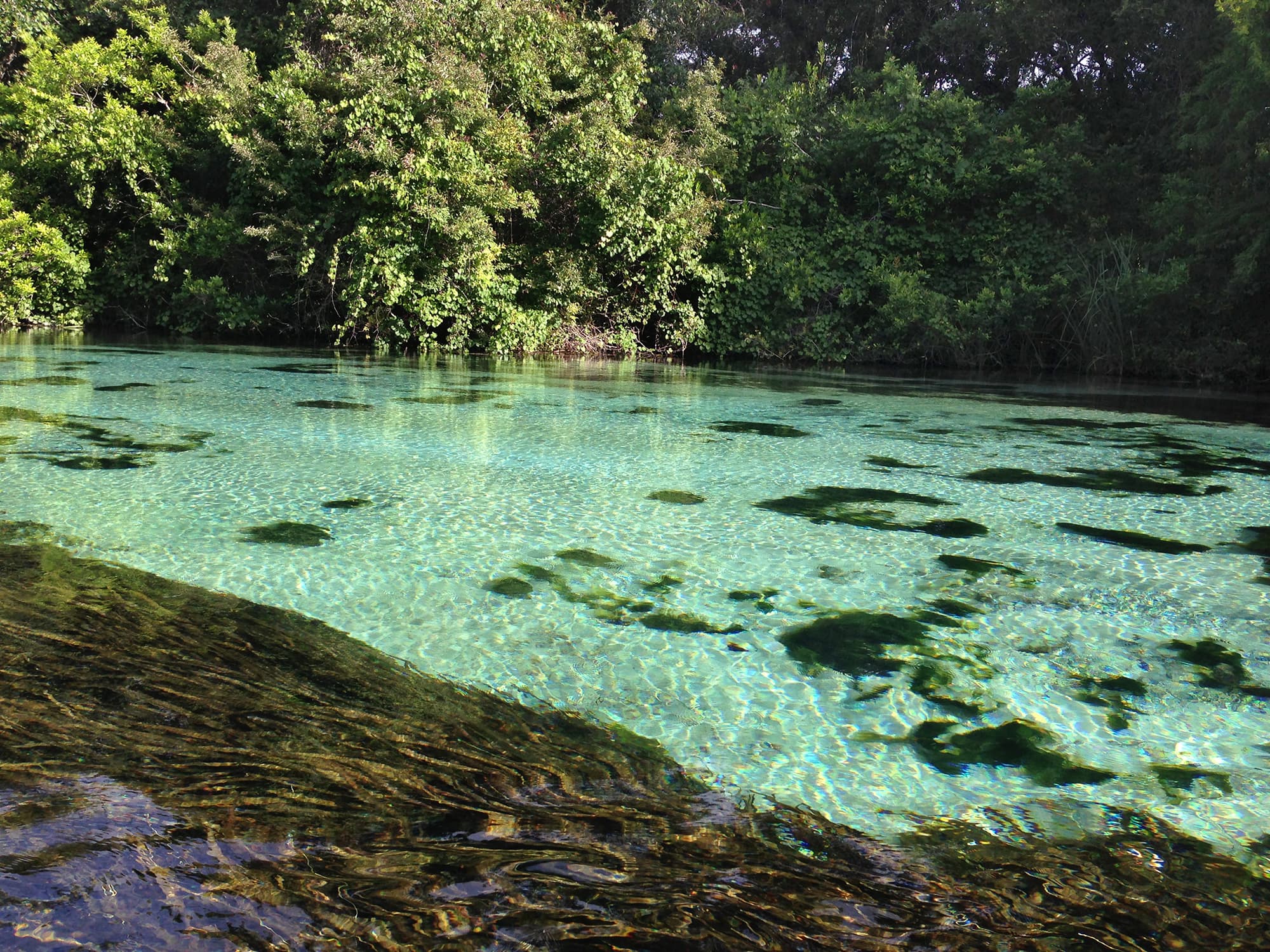 Spring Lake, Brooksville: The Grove That Turned Into an Attraction