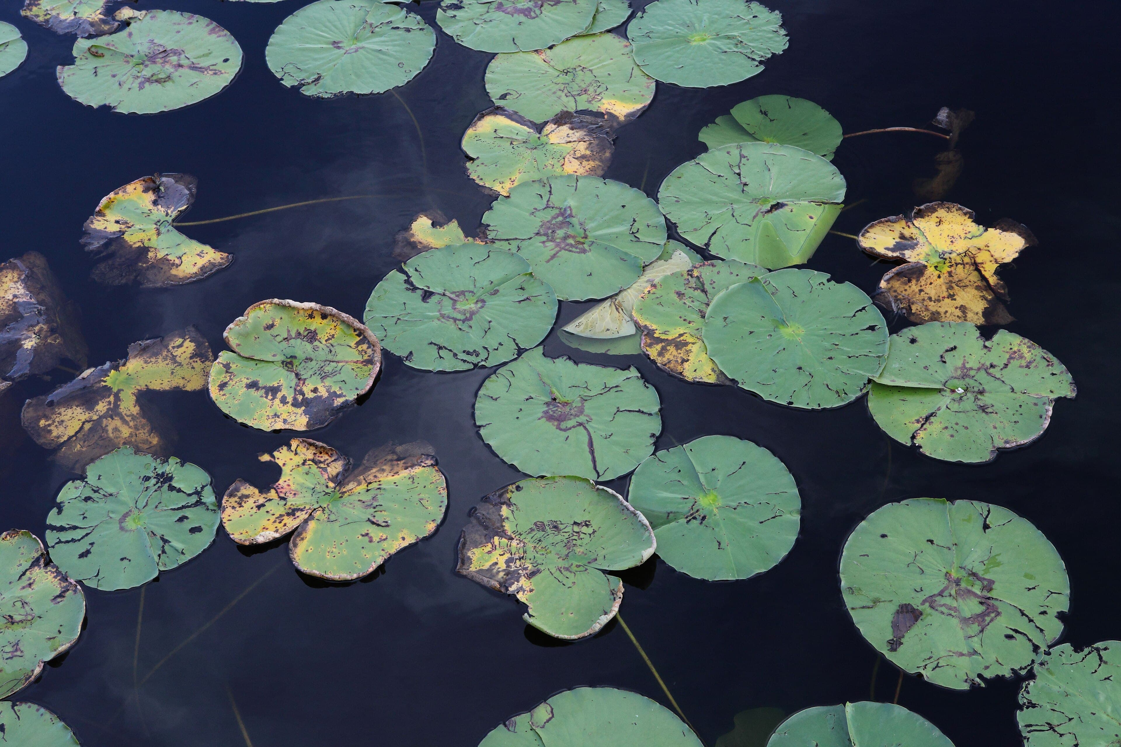Lake Tracy, Haines City: The Ditch That Got Its Own Government
