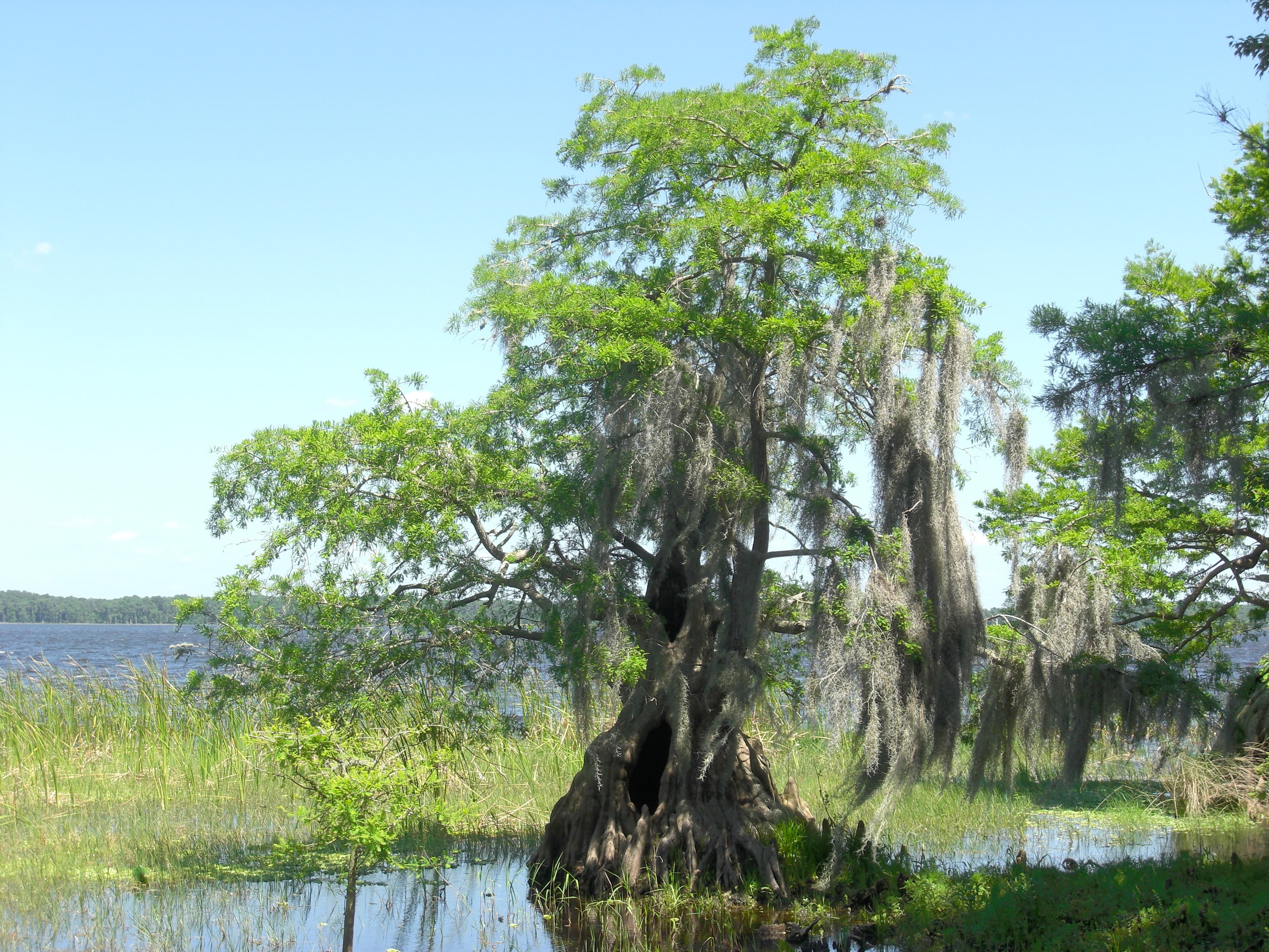 Lake Walk-in-the-Water, Lake Wales: The Lake That Lost All Its Hydrilla and Had to Be Replanted