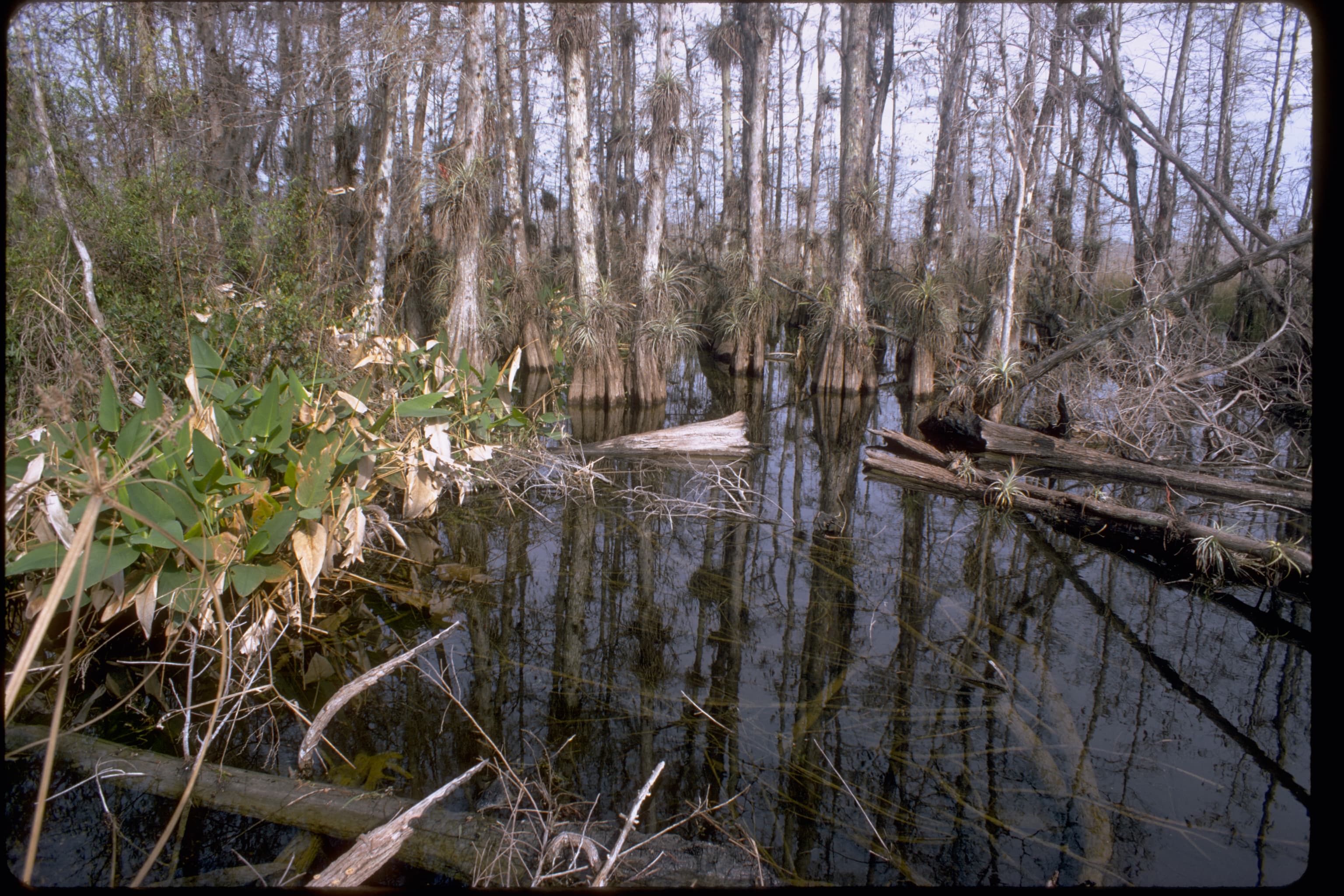 Moon Lake, New Port Richey: The Foot and a Half That Doubles the Lake