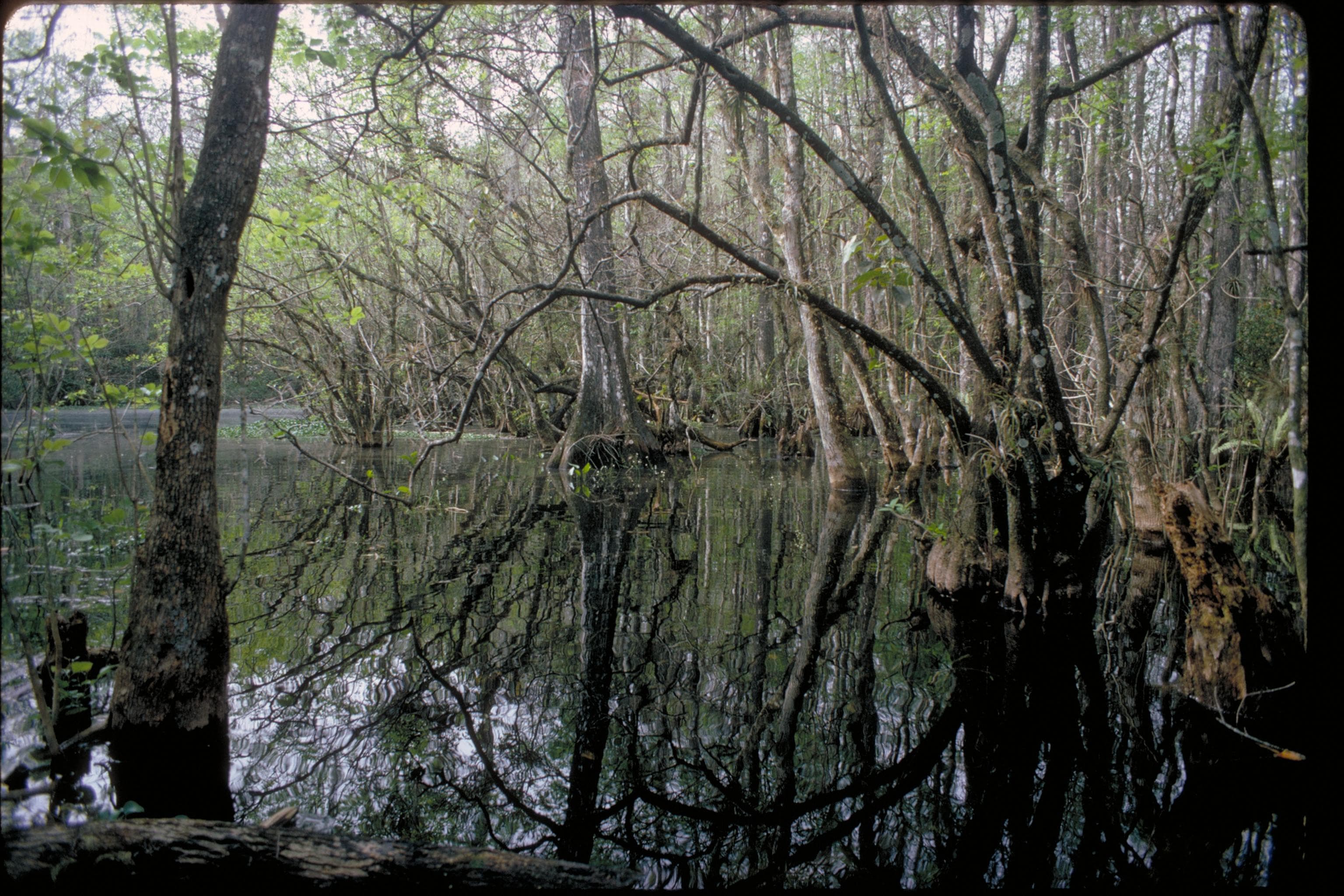 Algae Alert in Apopka; Burn Bans and Watering Restrictions Hold
