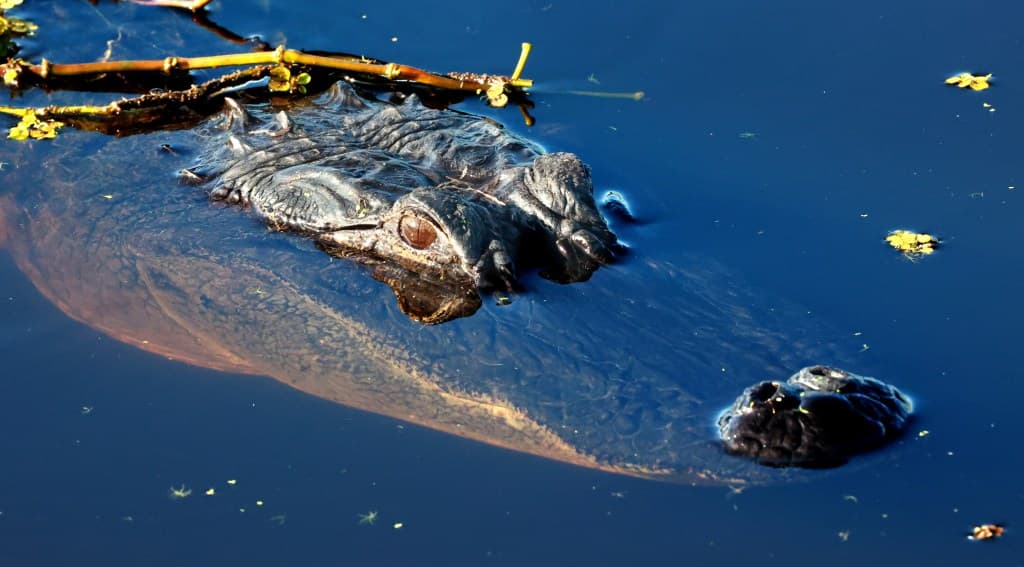 Lake Apopka, Apopka: The Winter the Restoration Killed the Birds